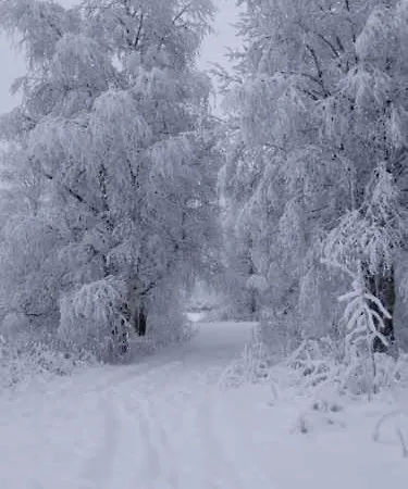 Arctic Luxury * Rovaniemi